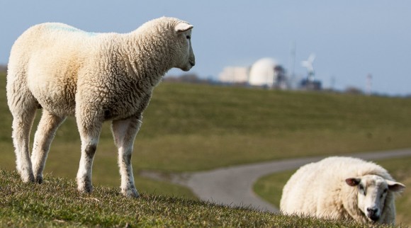 Schafe, die auf AKW starren